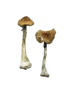 Buy A+ Magic Mushrooms