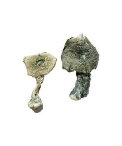 buy albino cambodians magic mushrooms