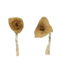 Blue Magnolia Rust Magic Mushrooms