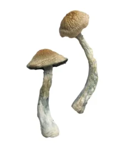 Buy HillBilly Magic Mushrooms