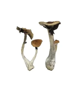 Buy Koh Samui Magic Mushrooms