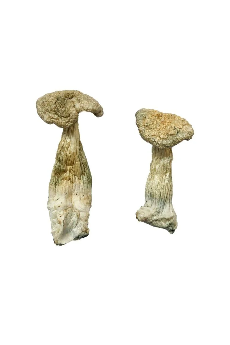 Leucistic Burma Magic Mushrooms