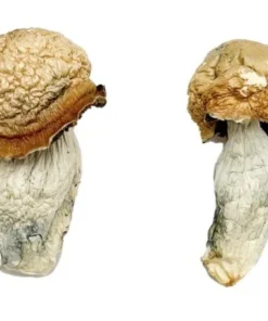 Makilla Gorilla Magic Mushrooms