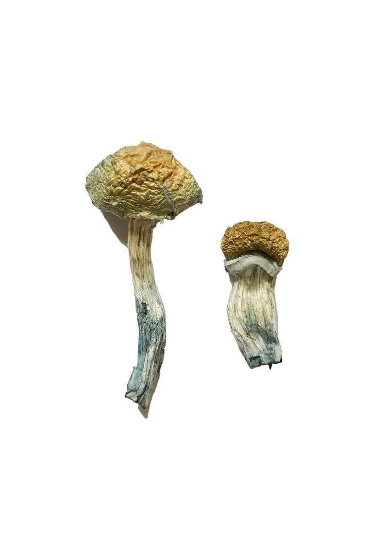 Mazatapec Magic Mushrooms