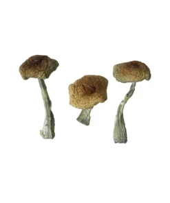 Psilocybe Aztecorum Magic Mushrooms