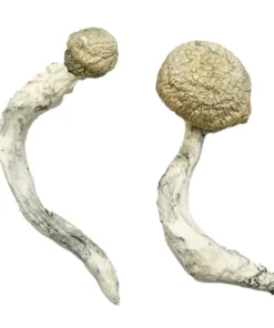 Thrasher Magic Mushrooms