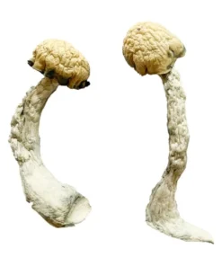 Trinity Magic Mushrooms