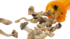 Psilocybinhaltige Pilze Spezies