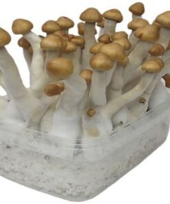 Stealthbox Mazapatec (3)