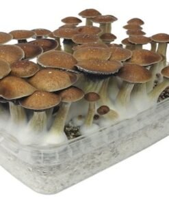 Stealthbox McKennaii (7)