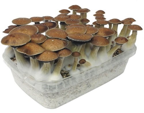 Stealthbox McKennaii (7)